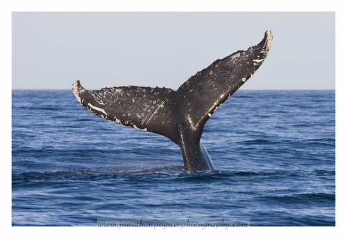 humpback tail